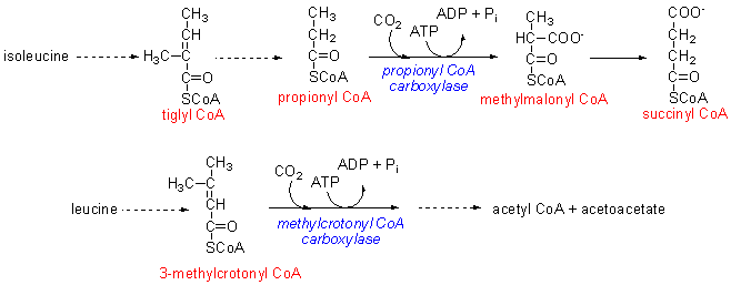 carboxylases