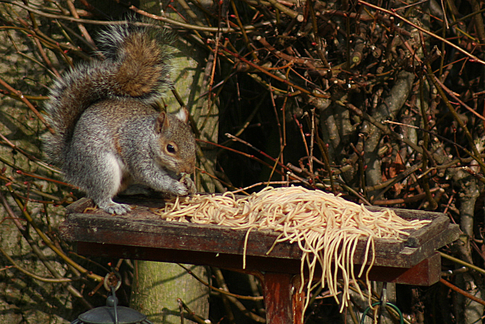 squirrel