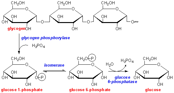 glycogenolysis