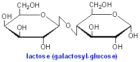 lactose