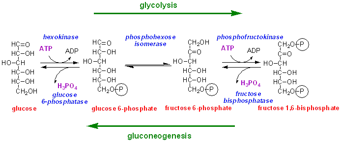 glycol-gngs