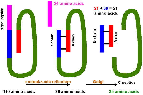 insulin