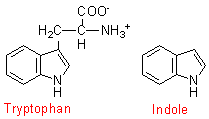 tryptophan and indole