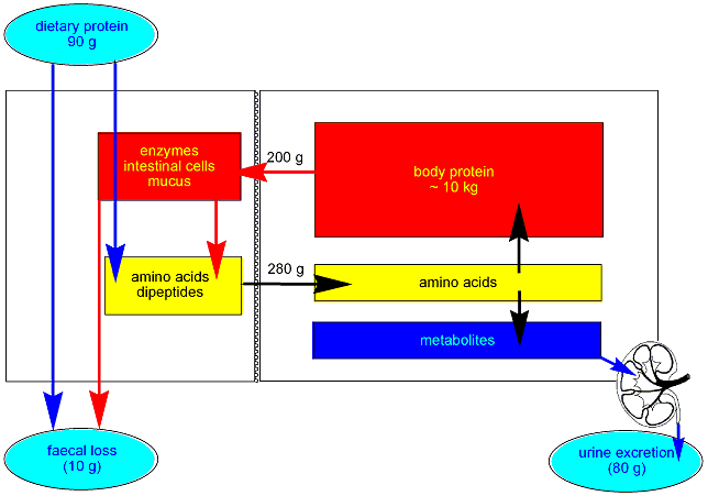 Nitrogen balance