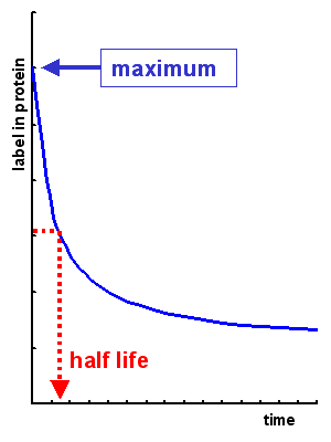 half life