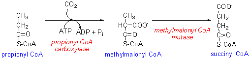 propionyl2