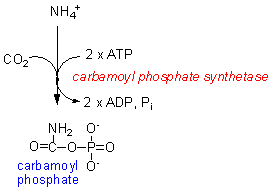 CPsynthase