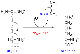 arginase