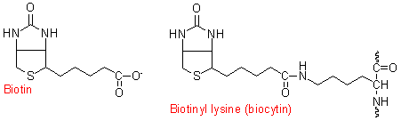 biotin