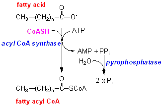acylCOAsynth