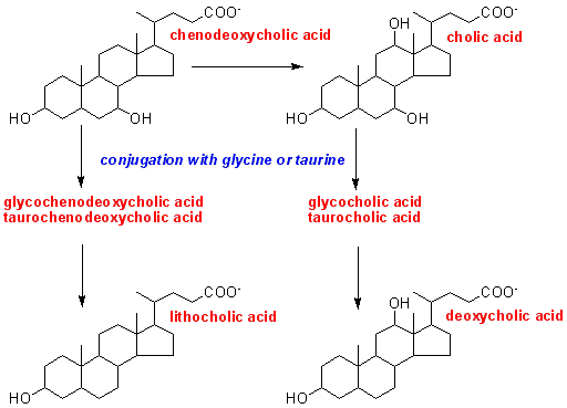 bile salts