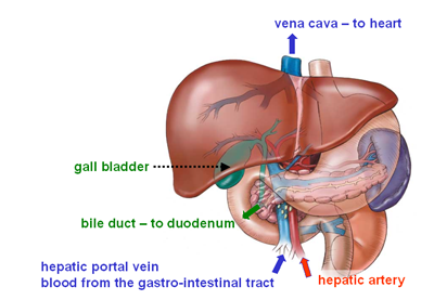 liver