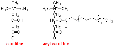 carnitine