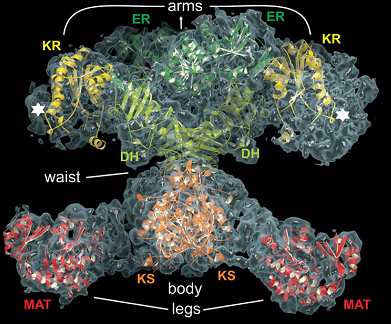 fatty acid synthase