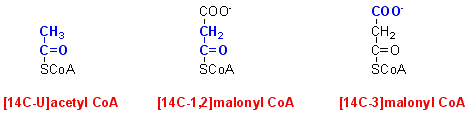 labelled maloonyl