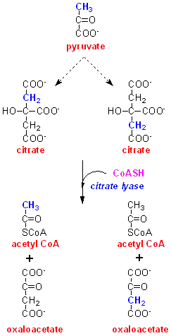 citrate lyase 2