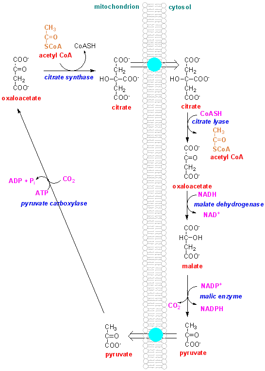 citrate lyase