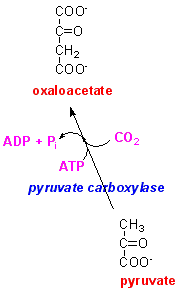 pyruvate carboxylase